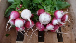 Banc de marché : botte de radis bio. Bergerac, printemps 2016